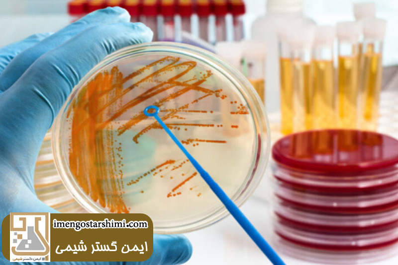 محیط کشت جامد